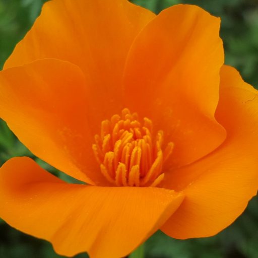 Picture of a golden poppy
