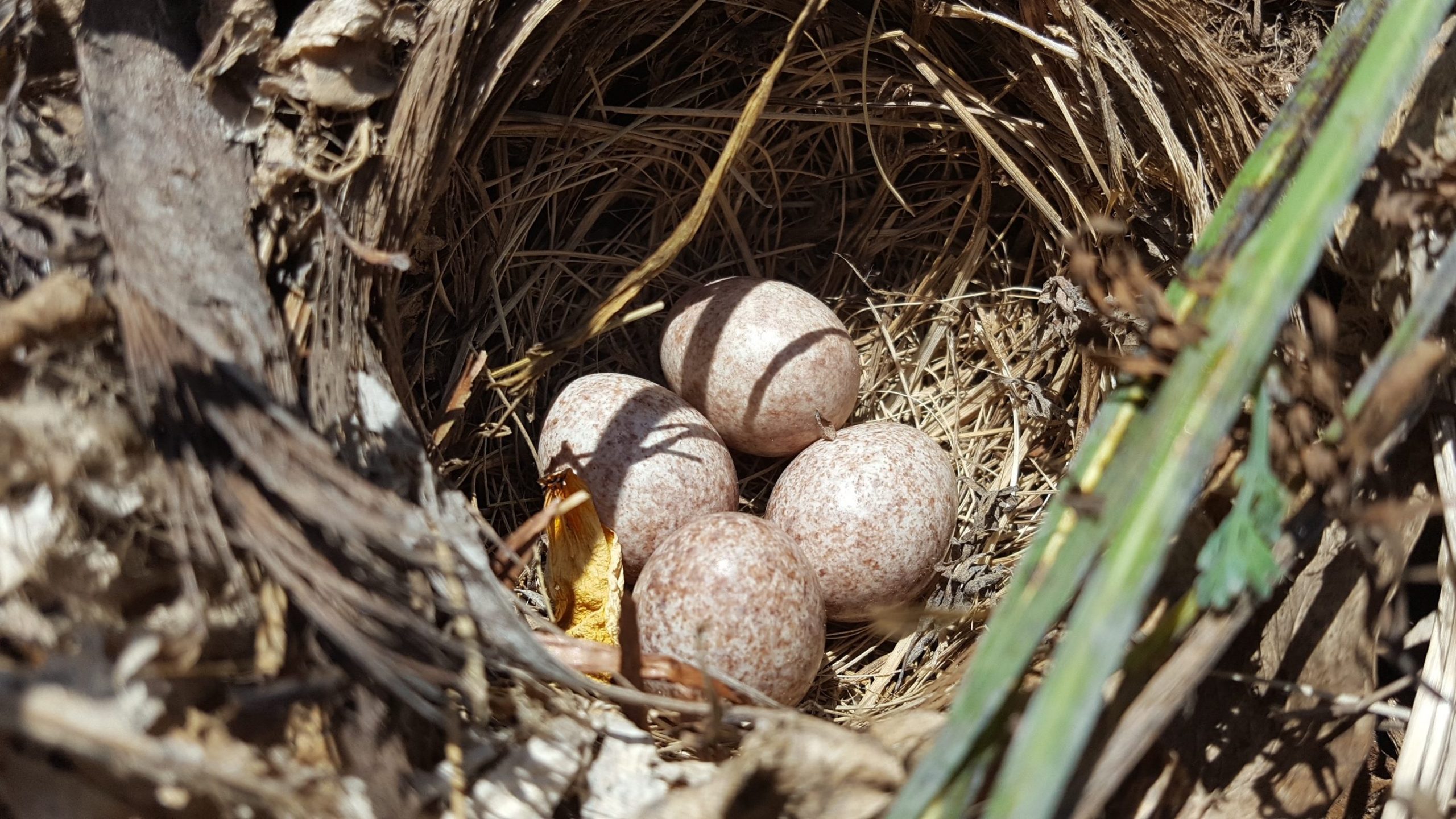 Picture of a bird's nest